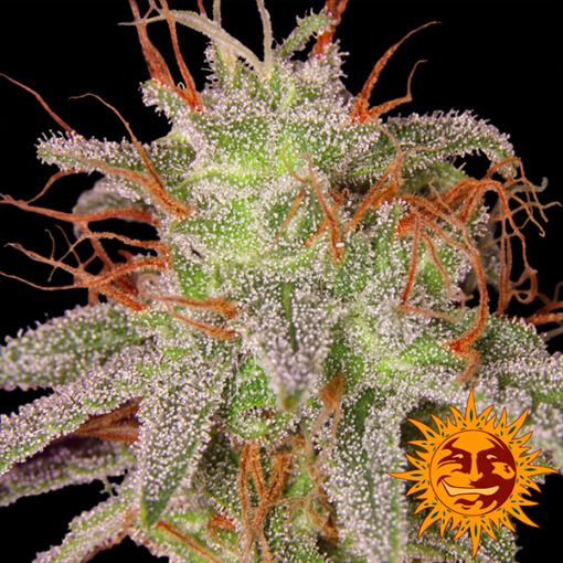 Amnesia Lemon fem. Barney's