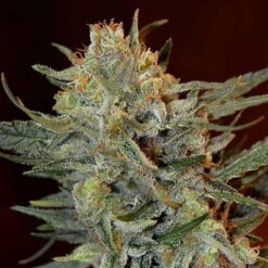 Amnesia Lemon Kush fem. Garden of Green Seeds