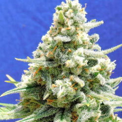 Amnesia Lemon Kush fem. Original Sensible