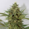 Amnesia Lemon Pie fem. Garden of Green Seeds