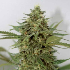 Amnesia Lemon Pie fem. Garden of Green Seeds