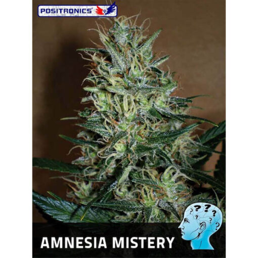 Amnesia Mistery fem. Positronics Seeds