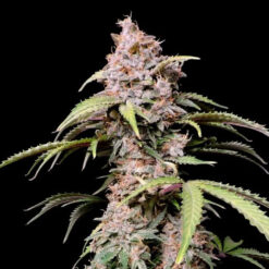 Amnesia Zkittlez Auto fem. FastBuds Seeds