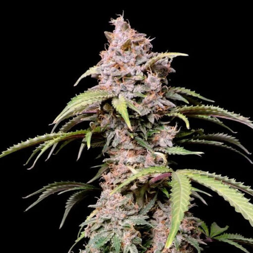 Amnesia Zkittlez Auto fem. FastBuds Seeds