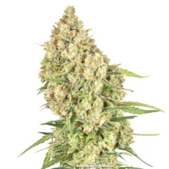 Amsterdam Amnesia fem. Dutch Passion
