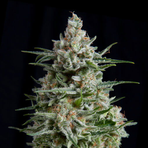 Anesthesia CBD fem. Pyramid Seeds