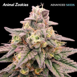 Animal Zookies fem. Advanced Seeds