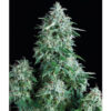 Anubis fem. Pyramid Seeds