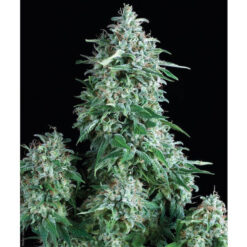 Anubis fem. Pyramid Seeds