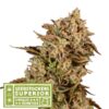 Apollo Black Cherry fem. Seedstockers Superior