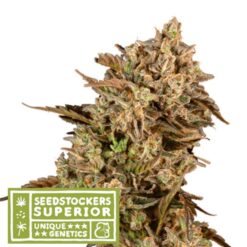 Apollo Black Cherry fem. Seedstockers Superior
