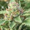 Apple Blossom 5 u. fem Humbold Seeds Company