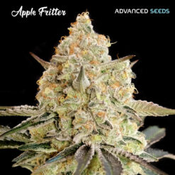 Apple Fritter fem. Advanced Seeds
