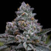 Apple Fritter  1 u. fem. Barney's
