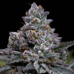 Apple Fritter  1 u. fem. Barney's