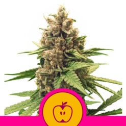 Apple Fritter fem. Royal Queen