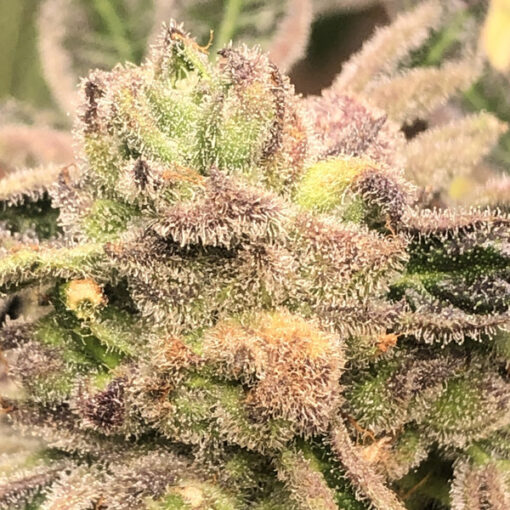 Apple Fritter fem. Elev8 Seeds