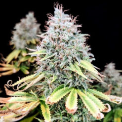 Apple OG 3 u. fem Pure Instinto