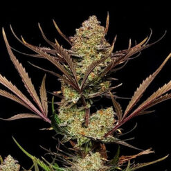 Apple Strudel Auto fem. FastBuds Seeds
