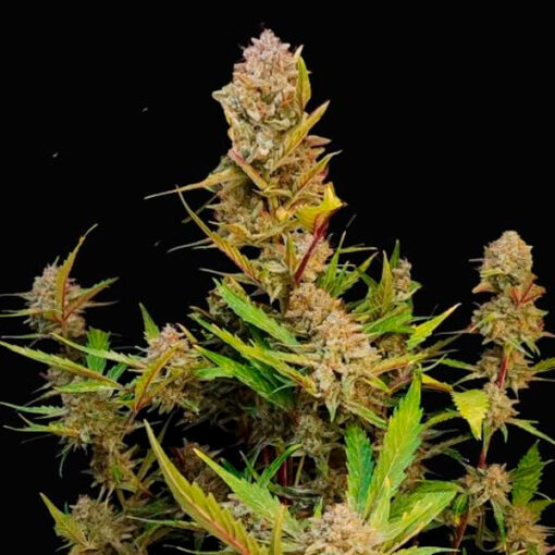 Apricot Auto fem. FastBuds Seeds