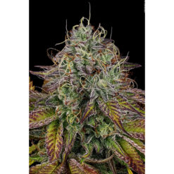 Apricot Candy fem. Paradise Seeds