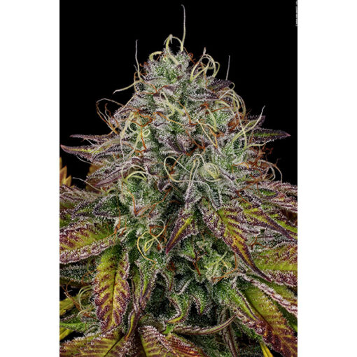 Apricot Candy fem. Paradise Seeds