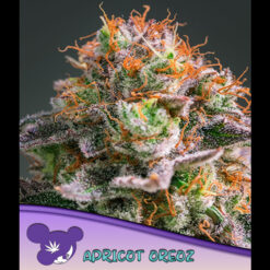 Apricot Oreoz fem Anesia