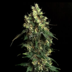 Aqua Verde fem. Elev8 Seeds