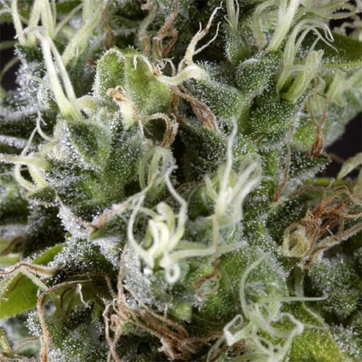 Arjan Haze #3 fem. Green House