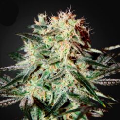 Arjan Strawberry Haze fem. Green House
