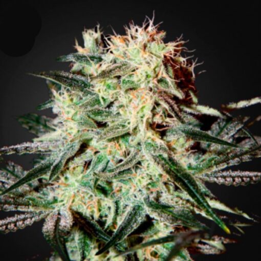 Arjan Strawberry Haze fem. Green House
