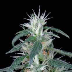 Arjan Ultra Haze #1 fem. Green House