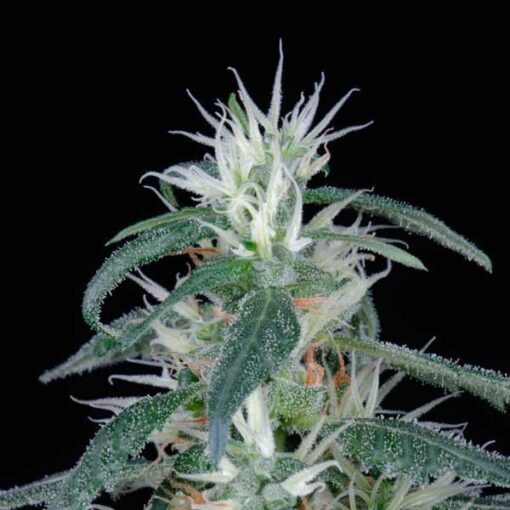 Arjan Ultra Haze #1 fem. Green House