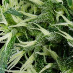 Arjan Ultra Haze #2 fem. Green House