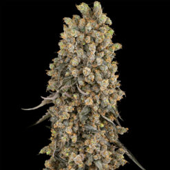 Atomic Blue Dream 10 u. fem. Sensi Seeds