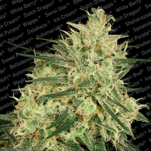 Atomical Haze fem. Paradise Seeds