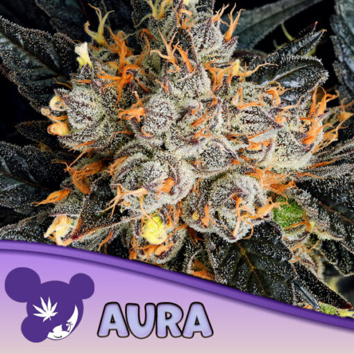 Aura  3 u. fem Anesia