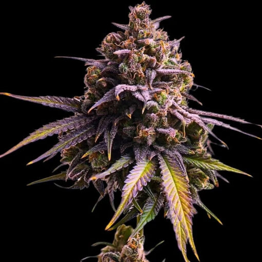 Auro RS11 - 3 u. fem Empire Seeds