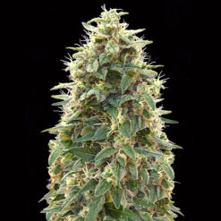 Auto 00 Cheese fem. 00 Seeds