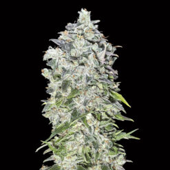 Auto 00 Kush fem. 00 Seeds
