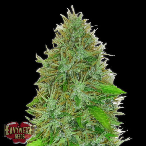 Auto 2 Fast 2 Vast fem. Heavyweight Seeds