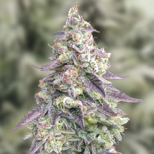 Auto #9 Pound Hammer High Speed Buds
