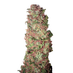 Auto AC DC Cookies CBD+ CBD Buds
