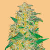Auto AK  fem. FastBuds Seeds