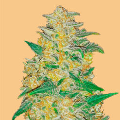 Auto AK  fem. FastBuds Seeds