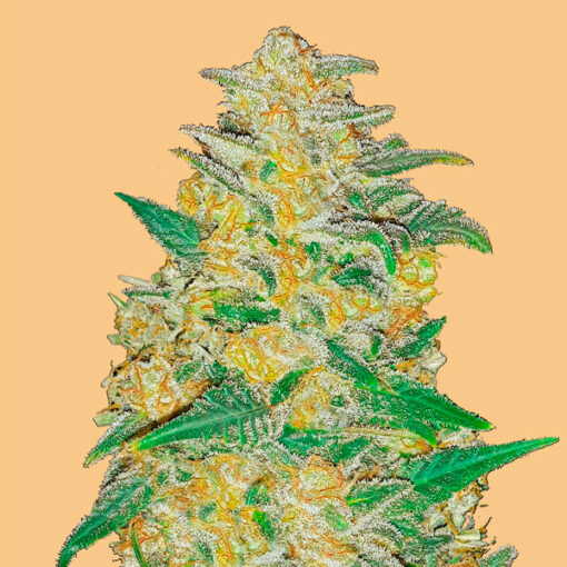 Auto AK  fem. FastBuds Seeds