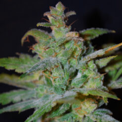 Auto AK fem. Female Seeds