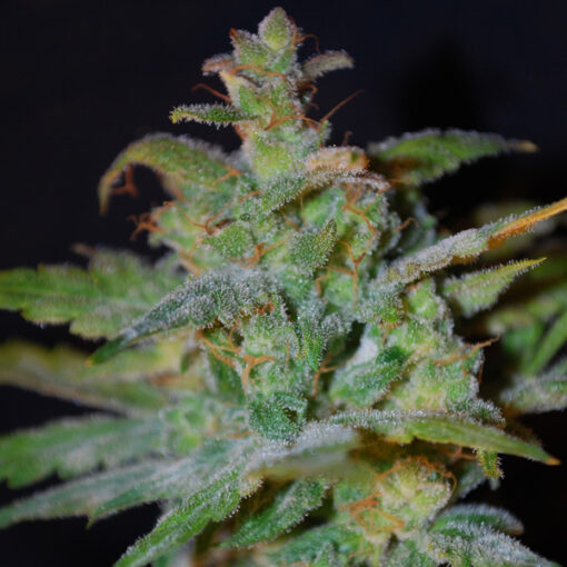 Auto AK fem. Female Seeds