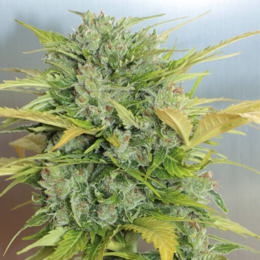 Auto AK 47 fem. Serious Seeds