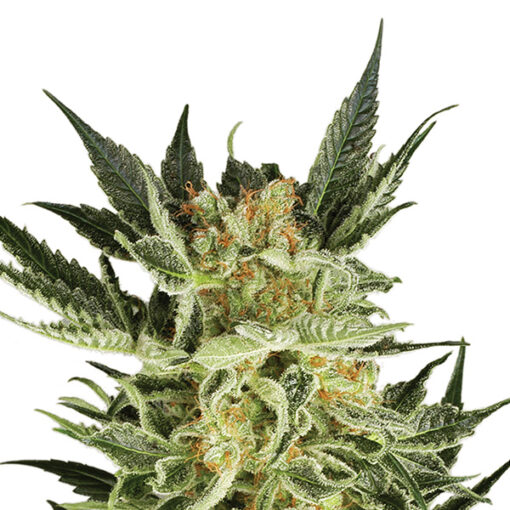 Auto AK 48 fem. Nirvana